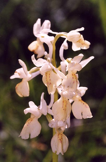 Orchis provincialis